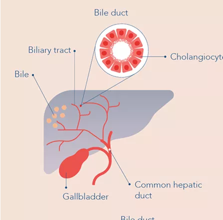 mechanism-in-pbc-infographic